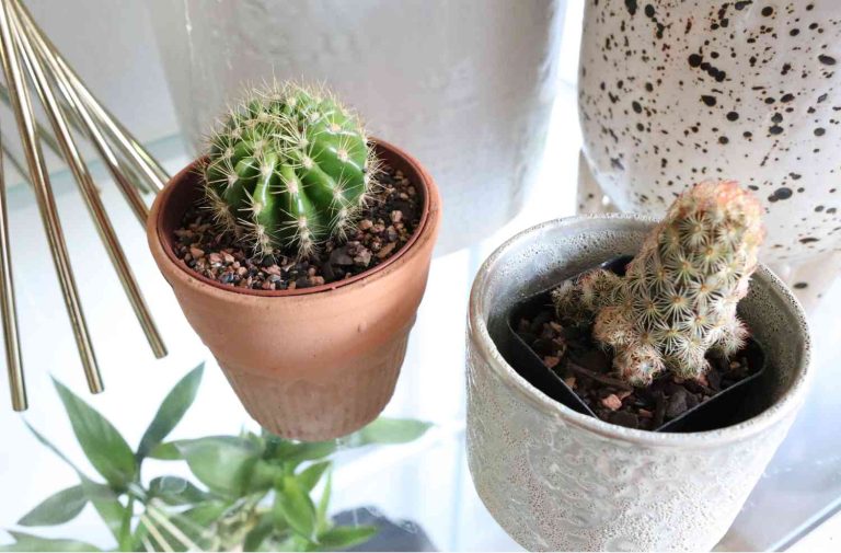 Best Cactus Soil