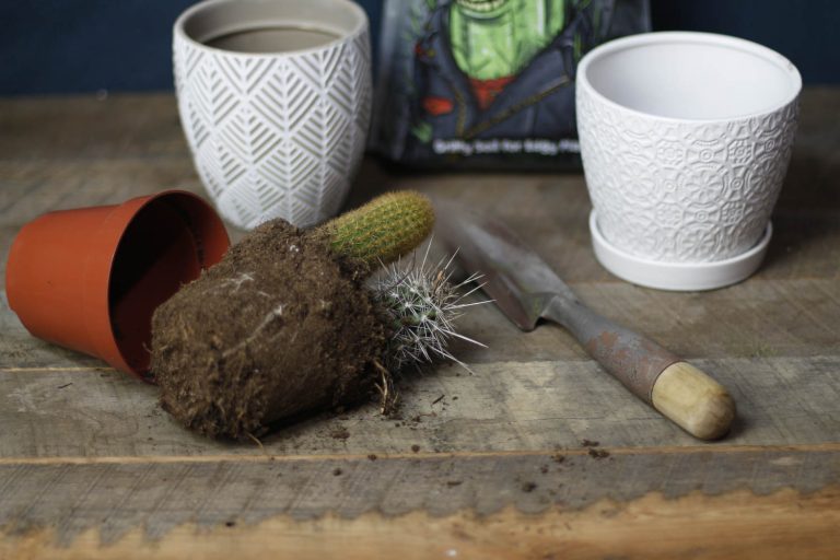 How to Replant a Cactus