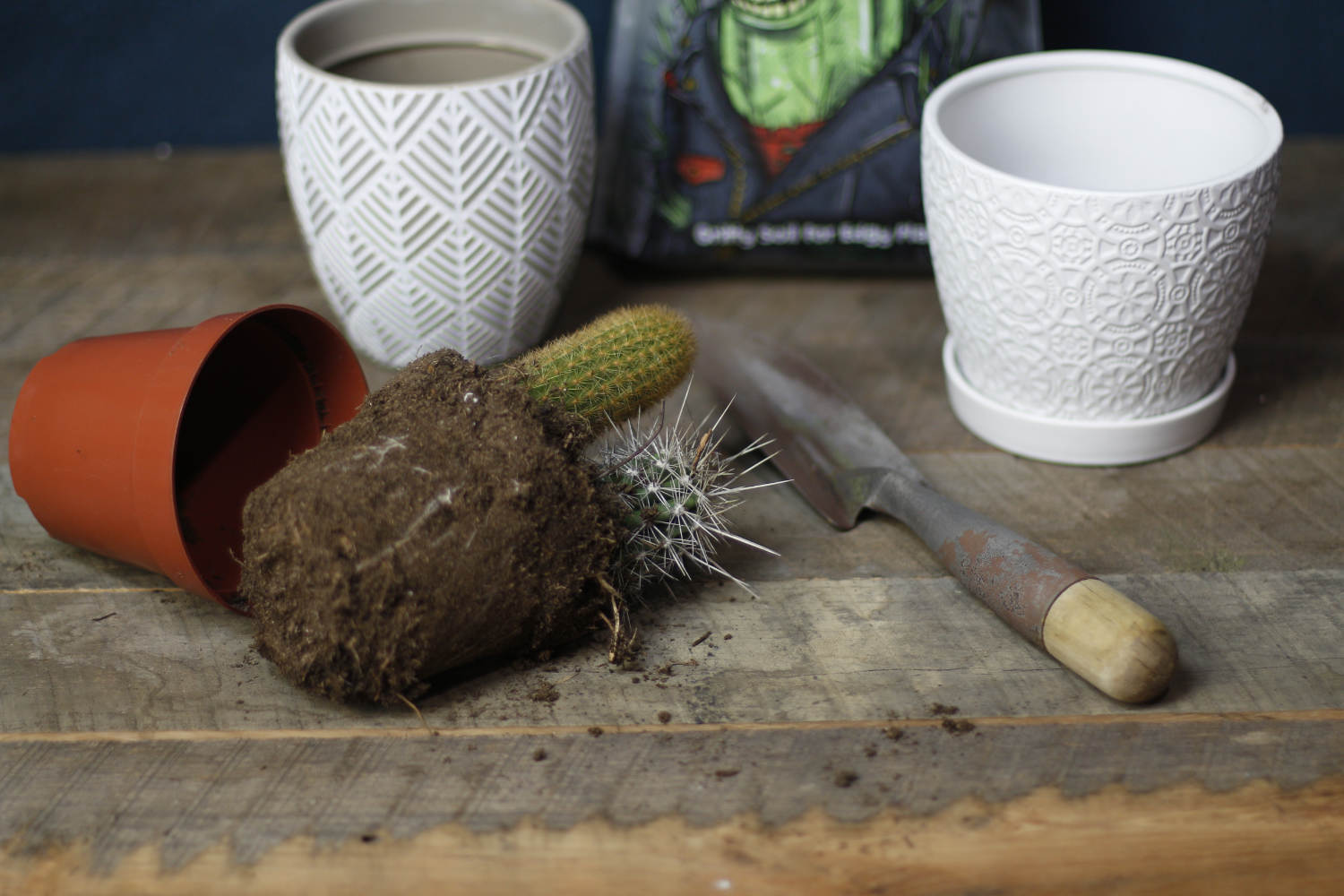 How to Replant a Cactus