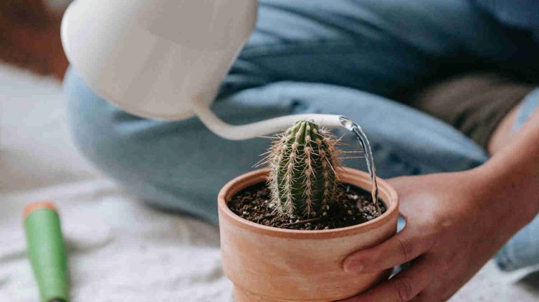 Do Cactus Need Water