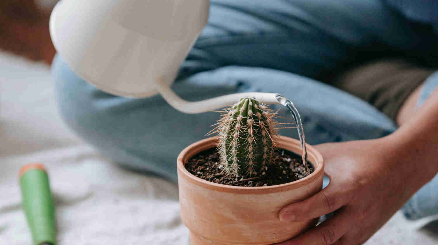 Do Cactus Need Water