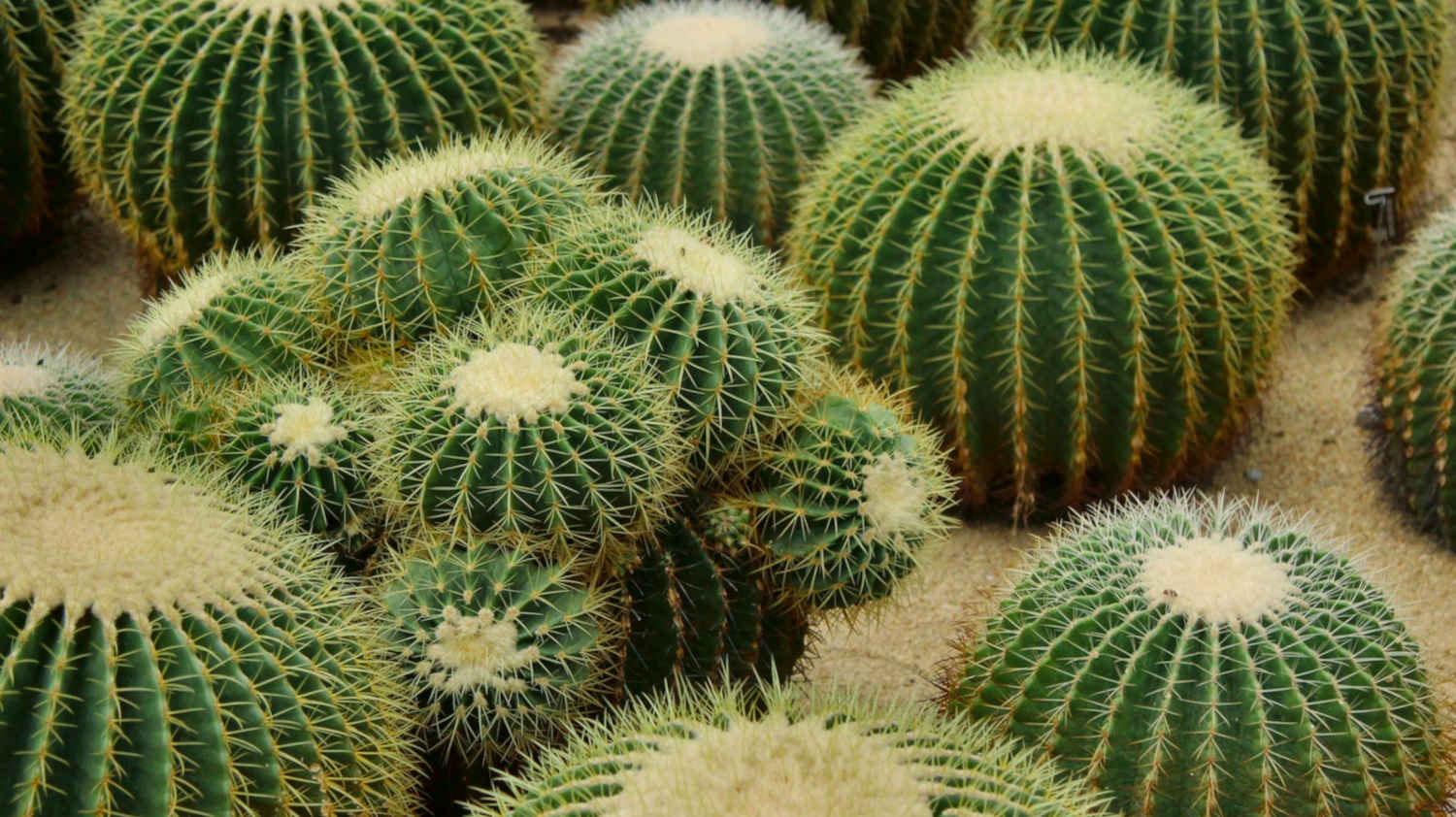 Golden Barrel Cactus Care