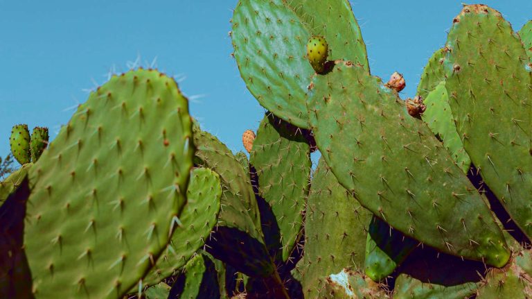 Prickly Pear Cactus Care