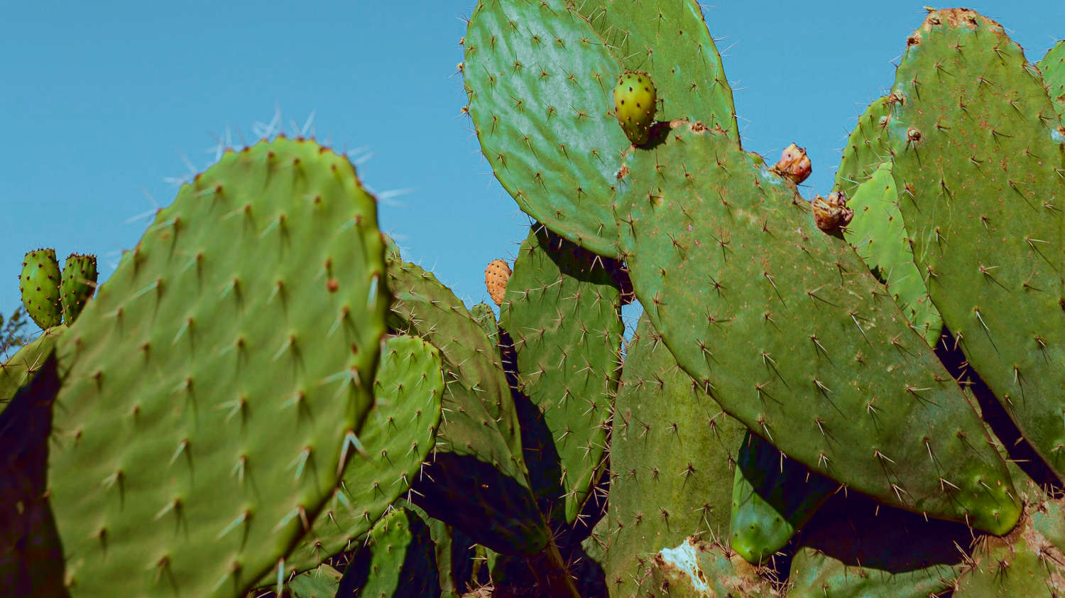 Prickly Pear Cactus Care