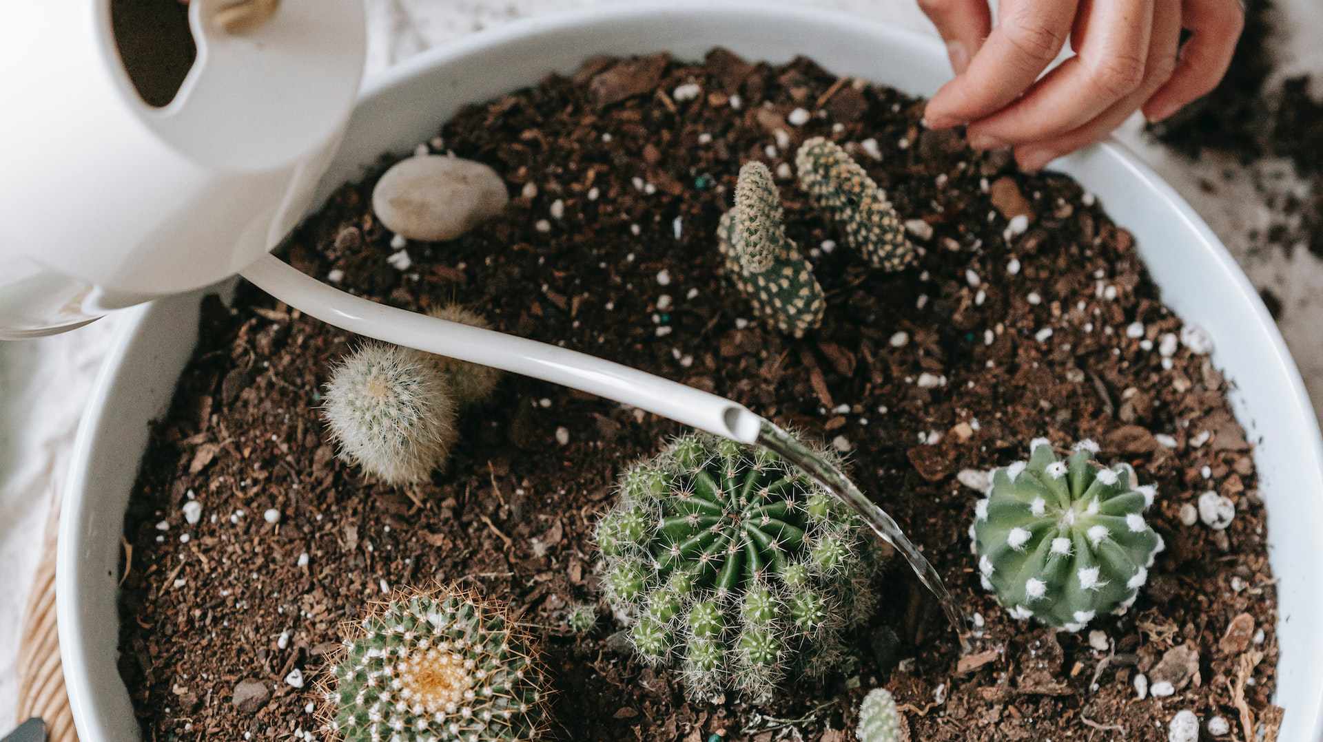 how long does cactus take to grow