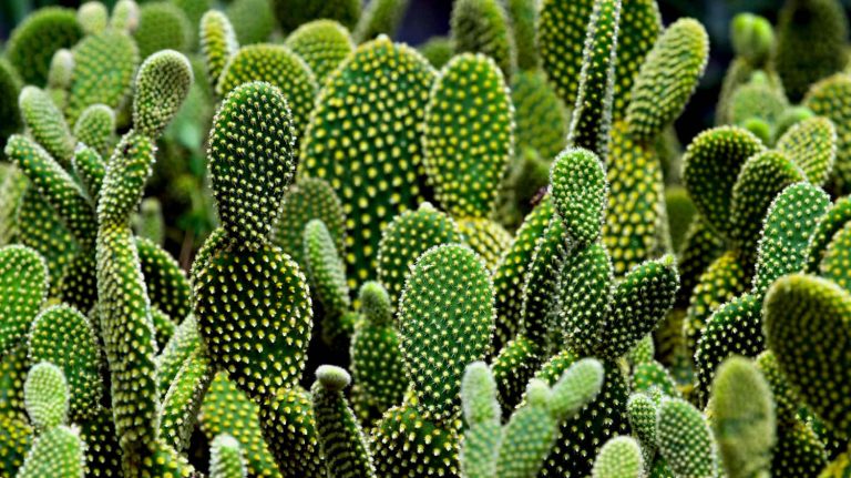 Bunny Ear Cactus Care