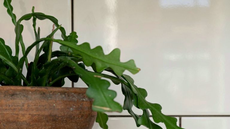 Fishbone Cactus Care