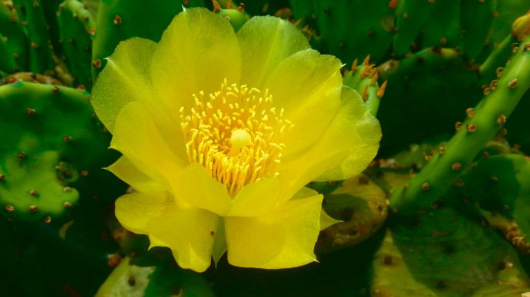 Cactus with Yellow Flowers