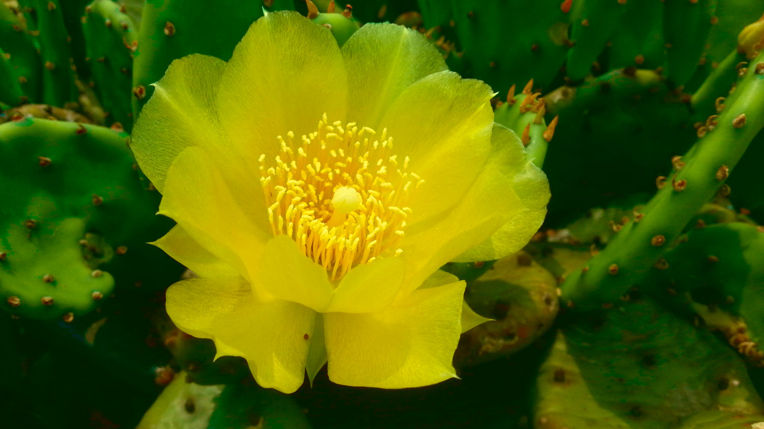 Cactus with Yellow Flowers