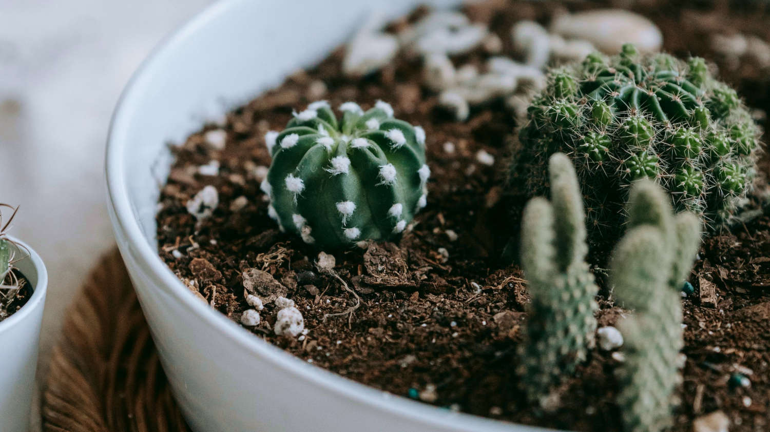 Growing Cactus from Seed