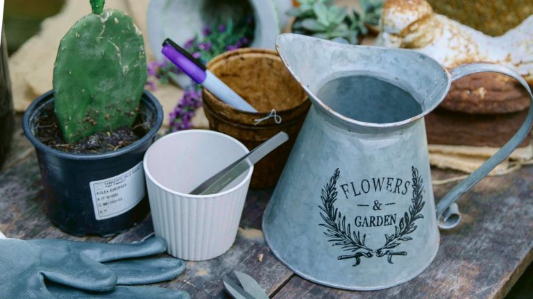 Transplanting Cactus