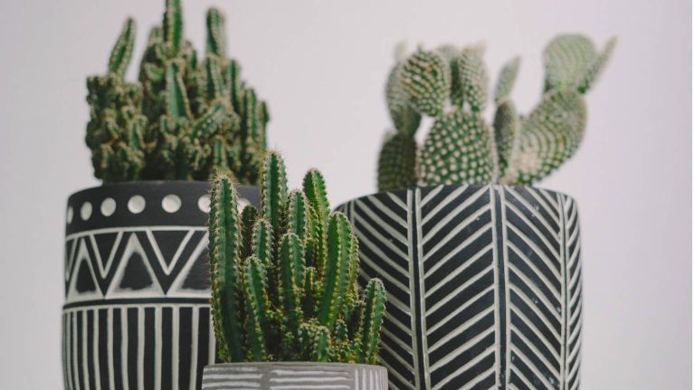 Cactus Identification