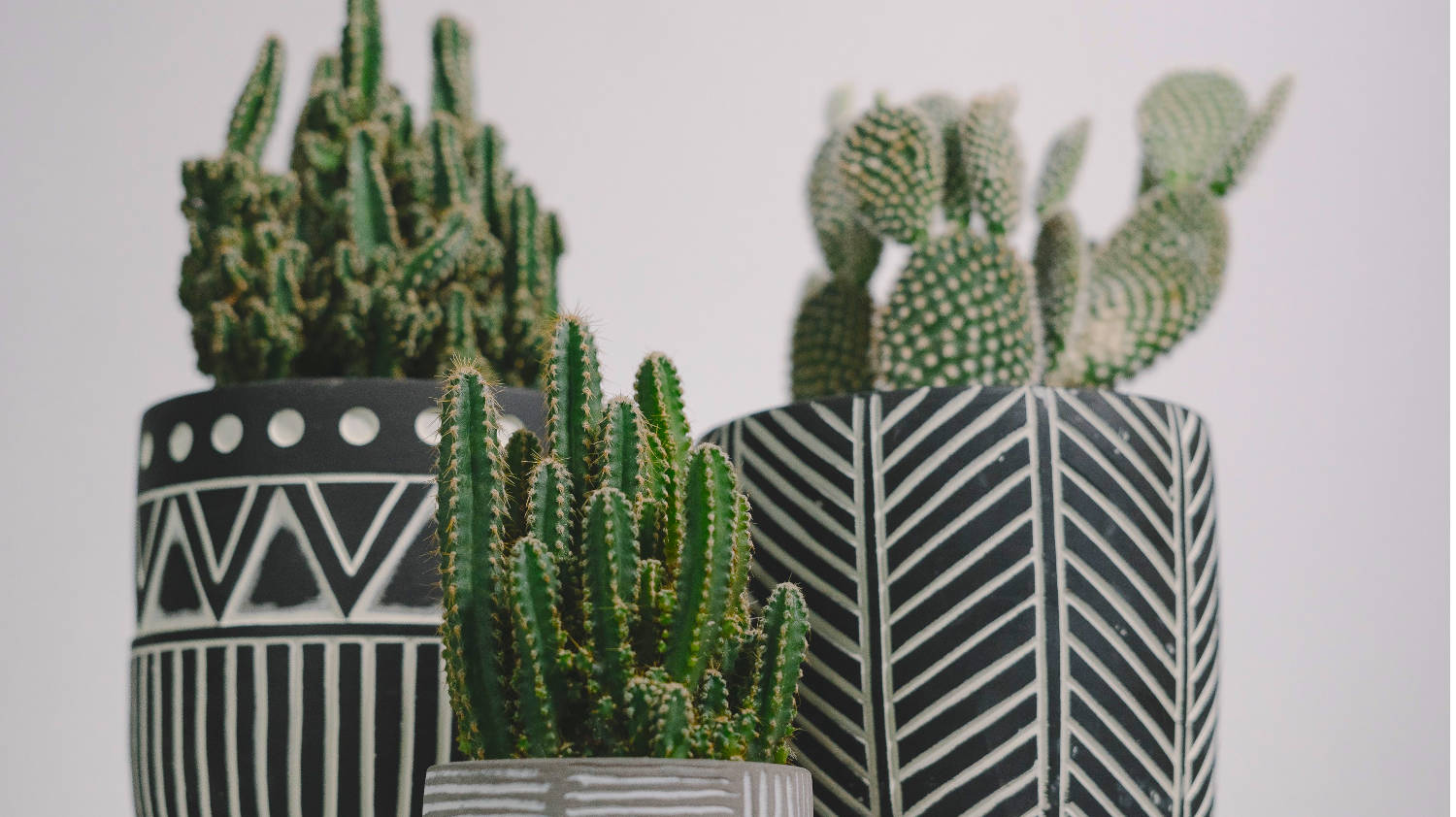 Cactus Identification