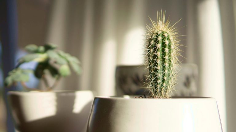Do Cactus Need Sunlight