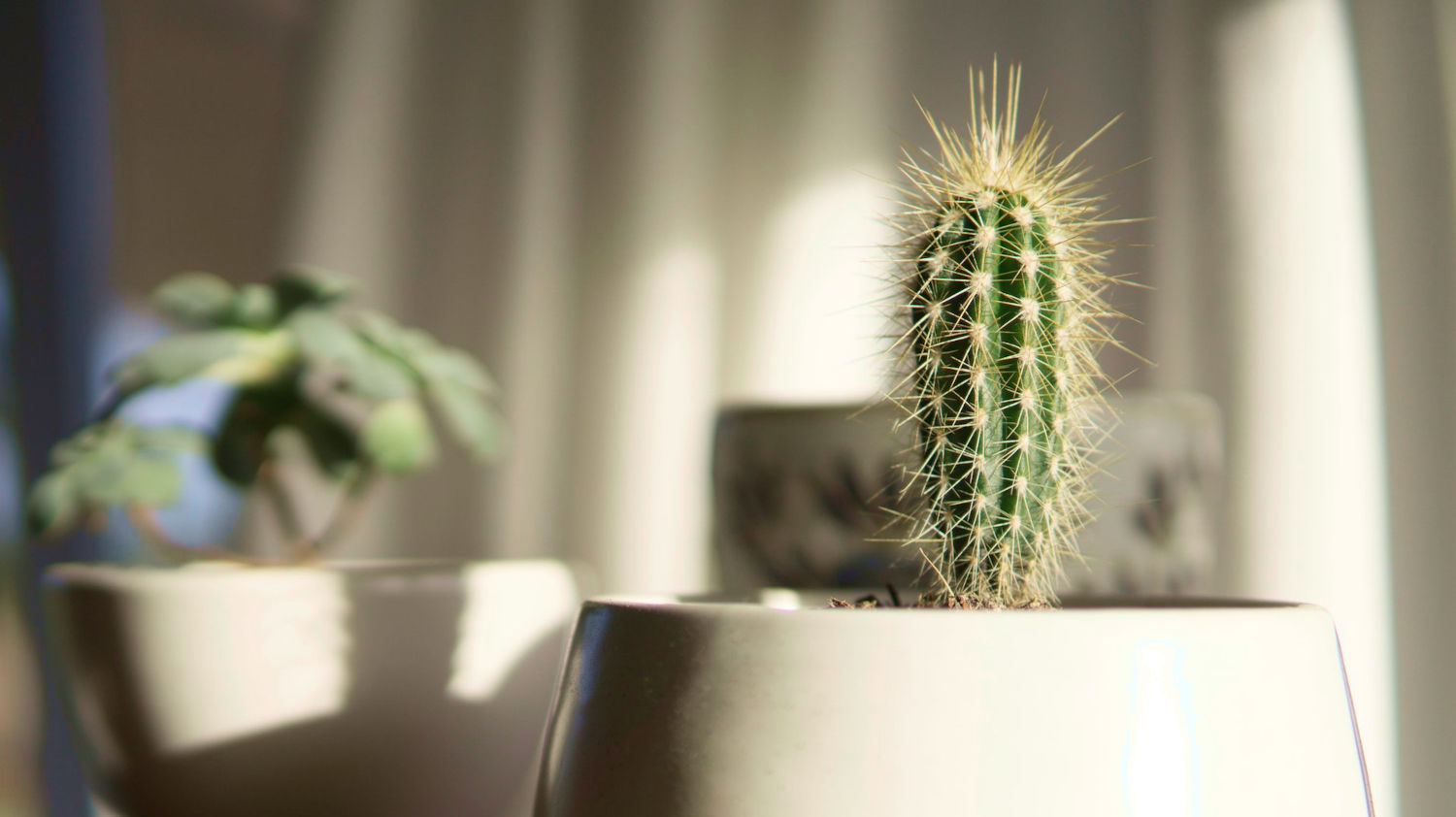 Do Cactus Need Sunlight