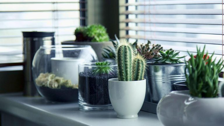 cactus vs succulents