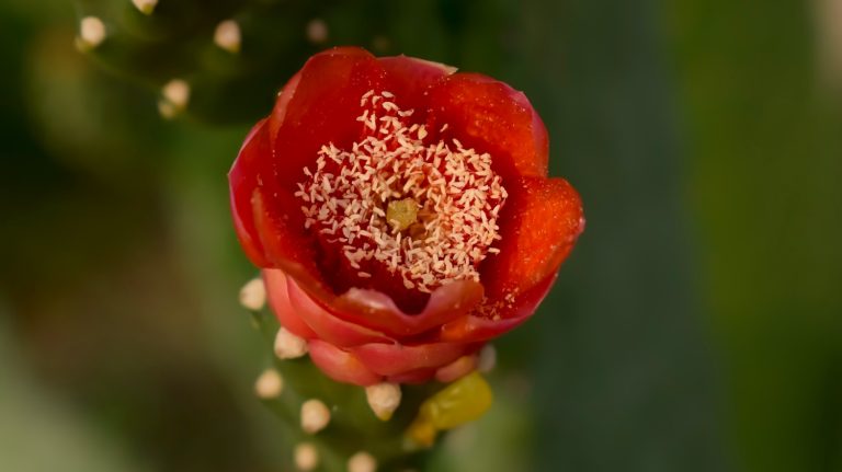 cactus with red flowers