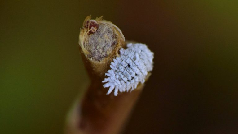 mealybugs on cactus