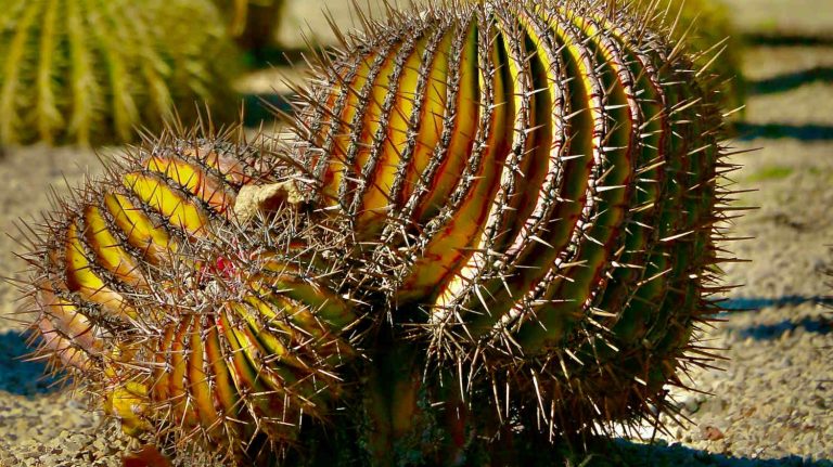 why is my cactus turning yellow