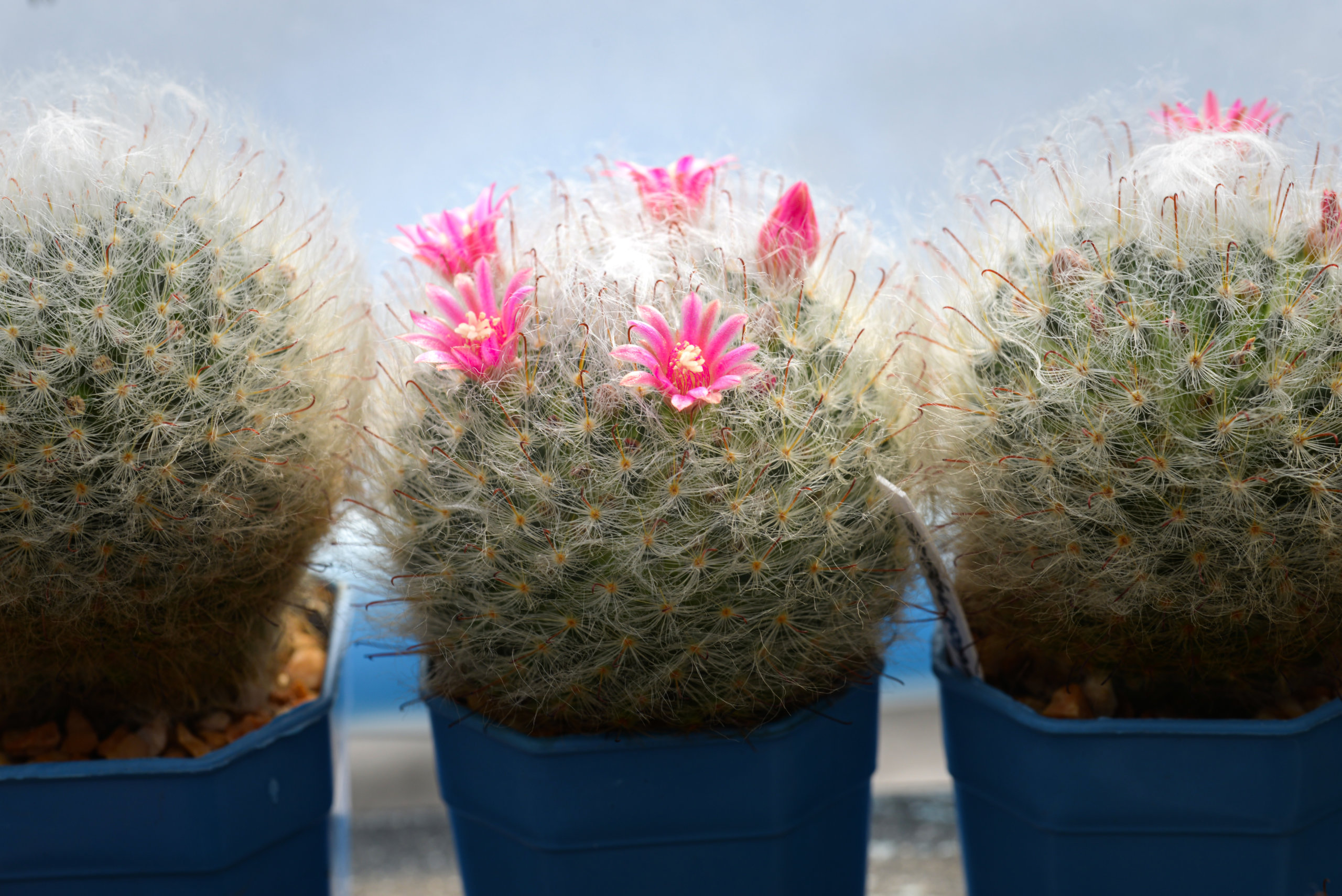 Mammillaria Bocasana Cacti Flowers (powder Puff Pincusion) with description