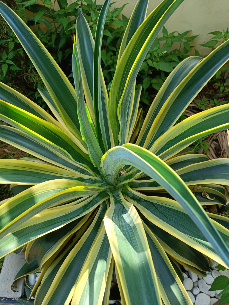 Agave Desmettiana Plant Close Up Photo Shoot In A Garden. Spike Green Flower Plant.
